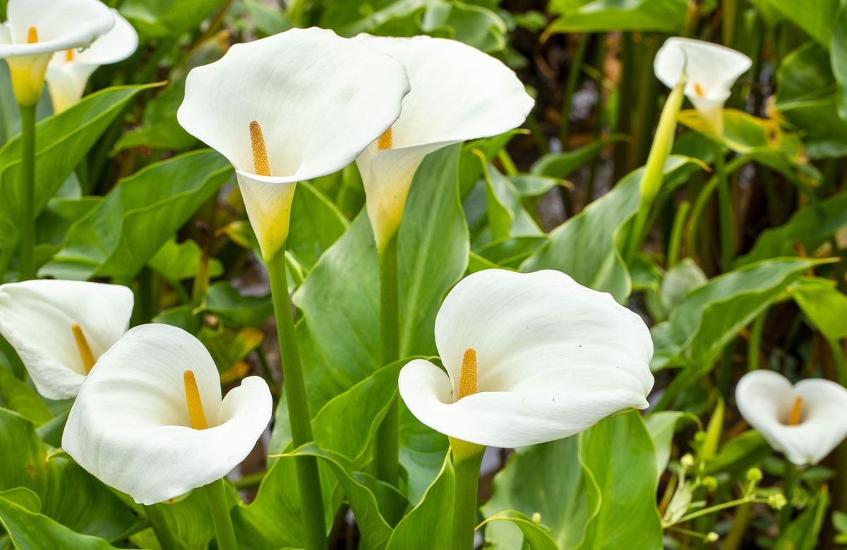 Cultiver les arums d’Ethiopie, de magnifiques fleurs graphiques