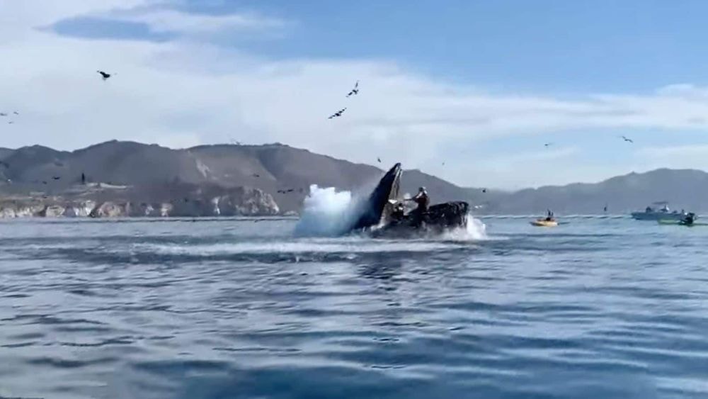 États-Unis : deux kayakistes "avalées" par une baleine, la vidéo CHOC fait le tour du monde !