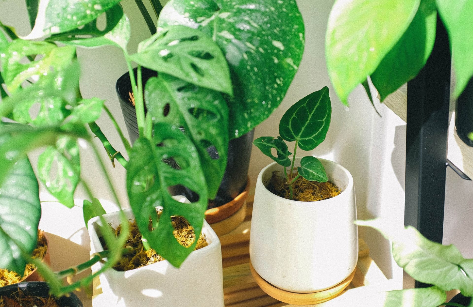 5 astuces pour arroser ses plantes pendant les vacances