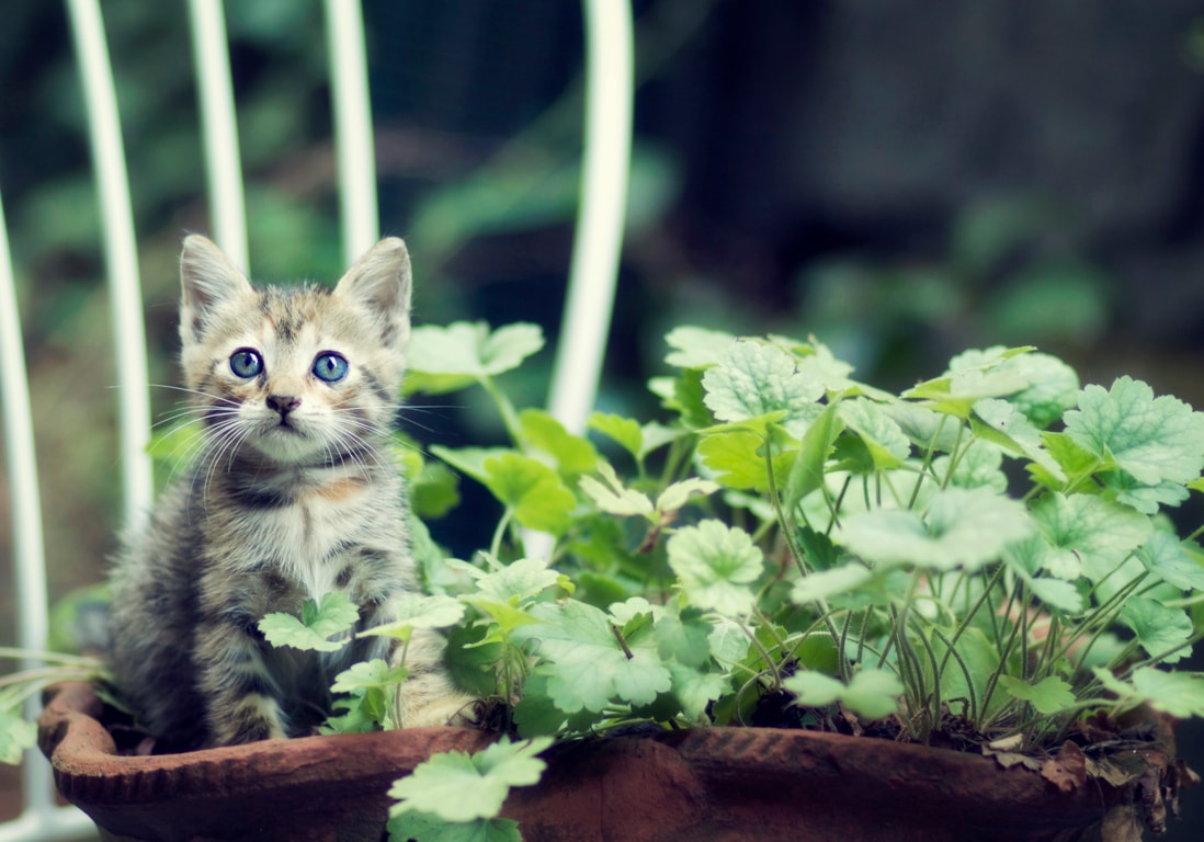 Ces plantes sont idéales (ou dangereuses) quand on possède un chat