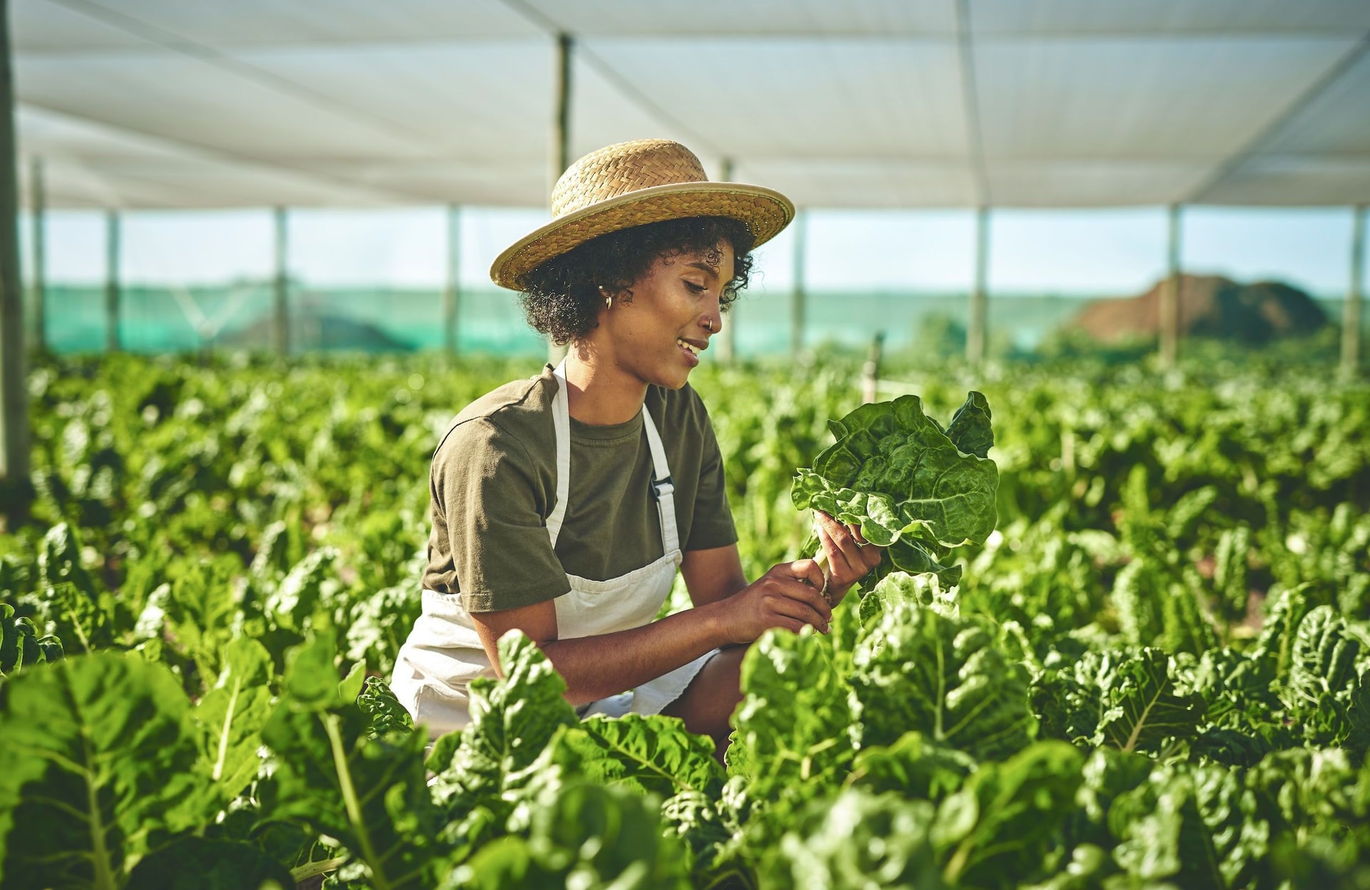 Que faire au jardin en août ?