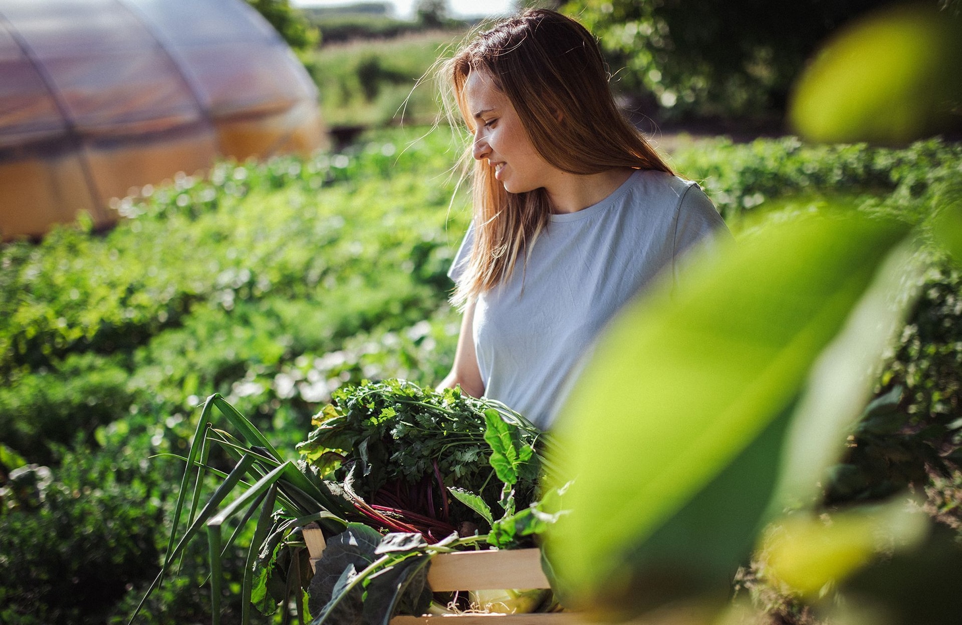 Que faire au jardin en septembre ?