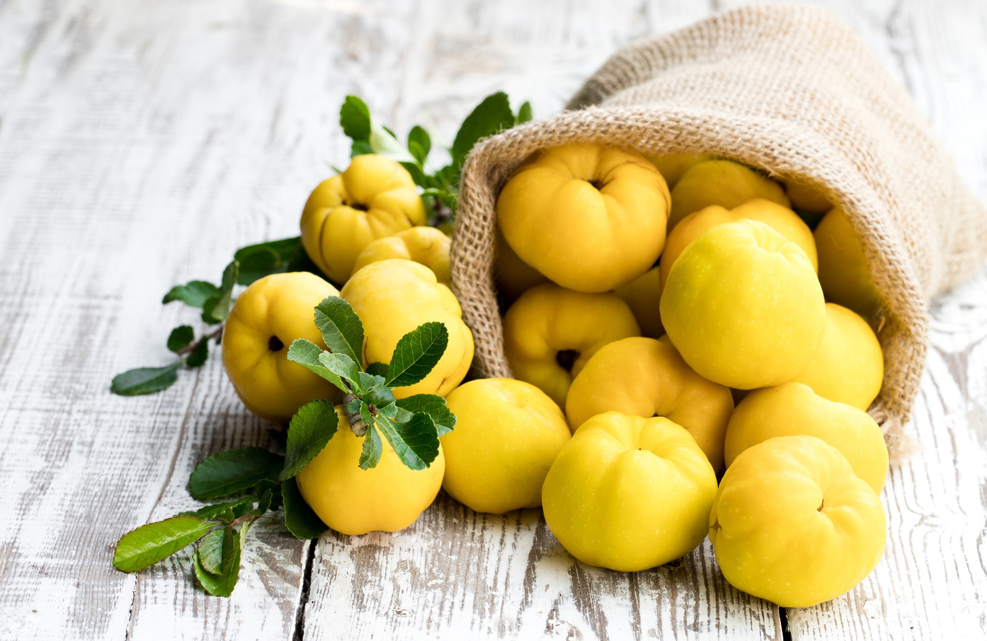 Cultiver les coings, des fruits gourmands
