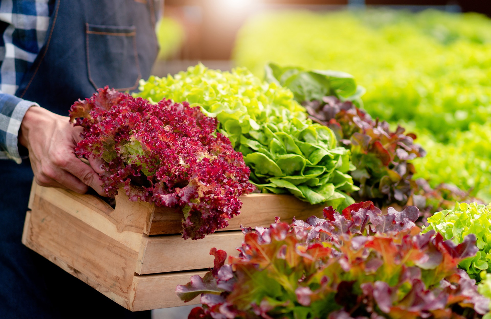 Cultiver les salades d’hiver et de printemps