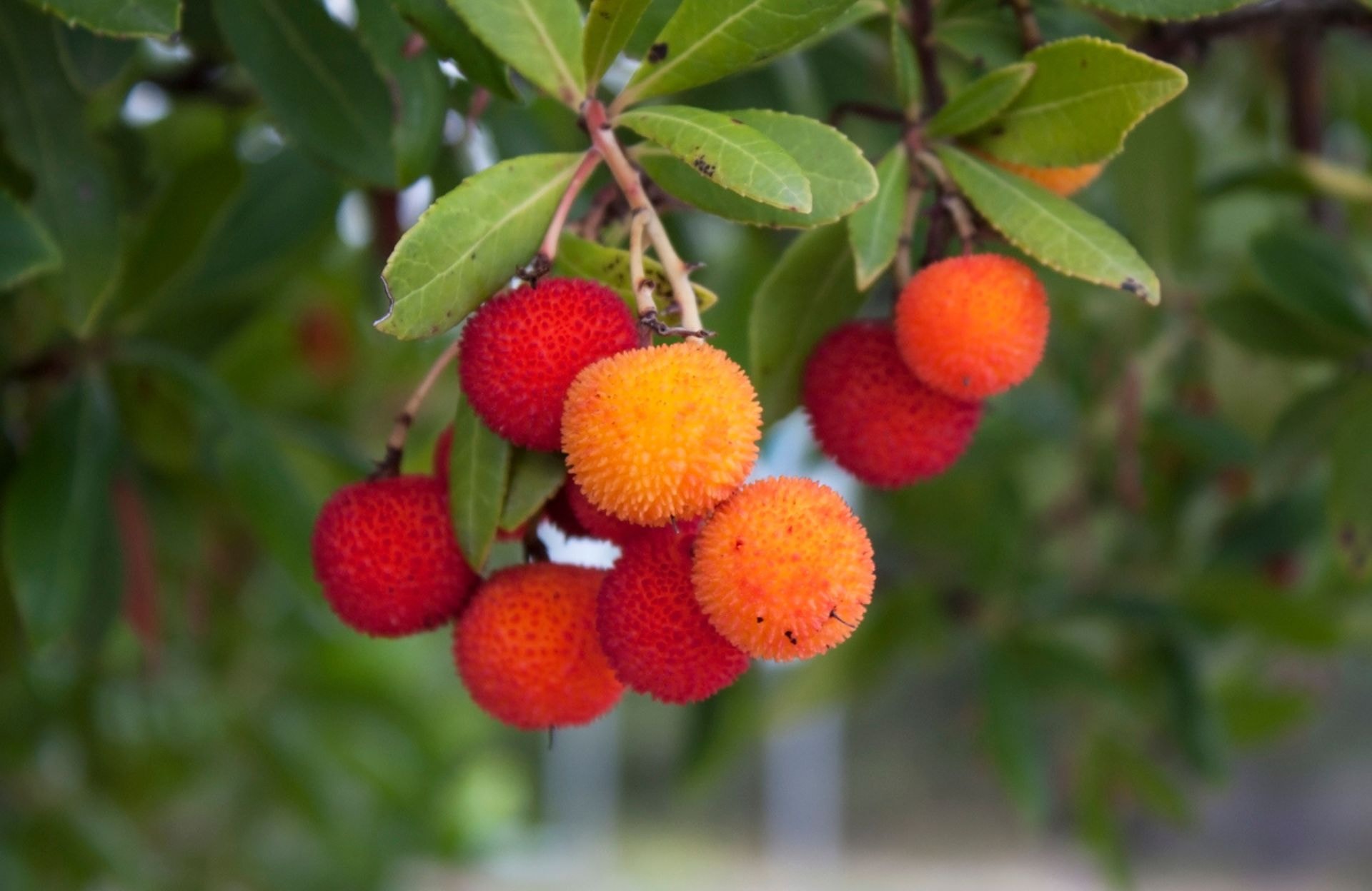 L’arbouse, petite gourmandise à cultiver et découvrir