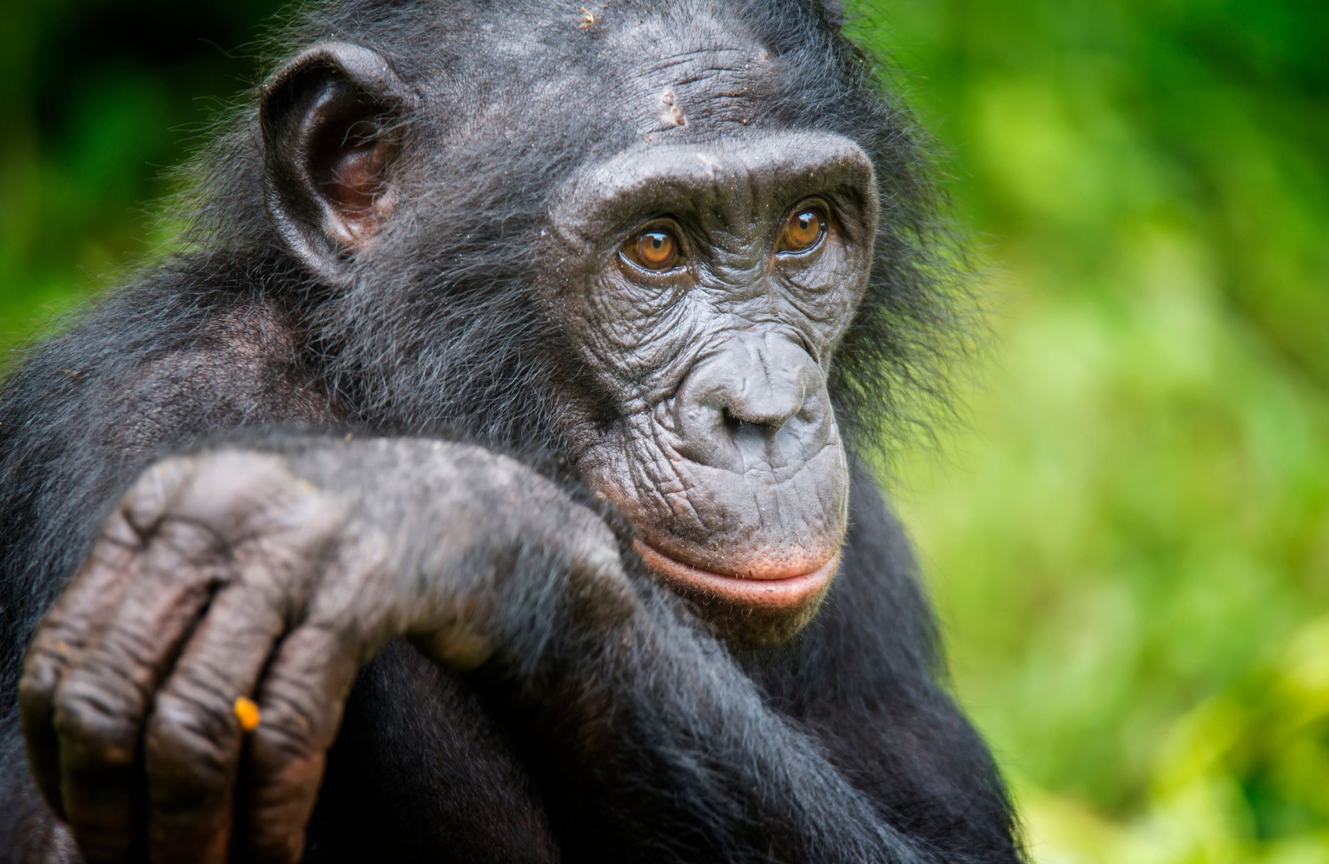 Les femelles chimpanzés aussi sont ménopausées selon une étude