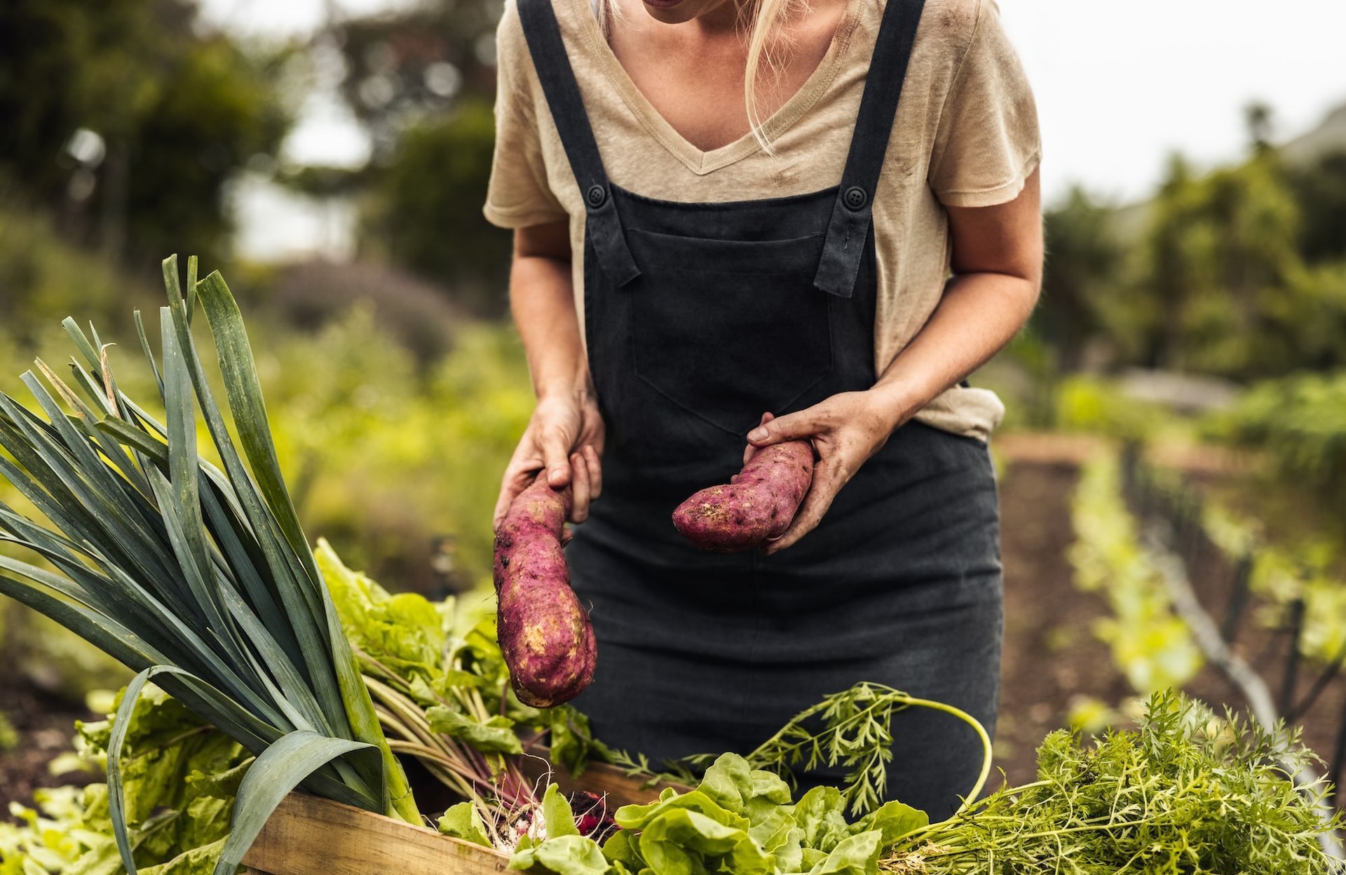 Que faire au jardin en novembre ?