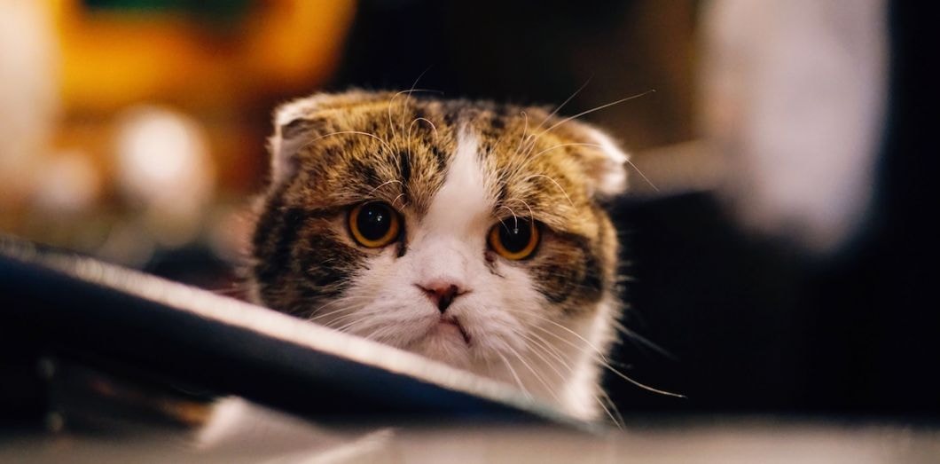 Le tabagisme passif concerne aussi les animaux