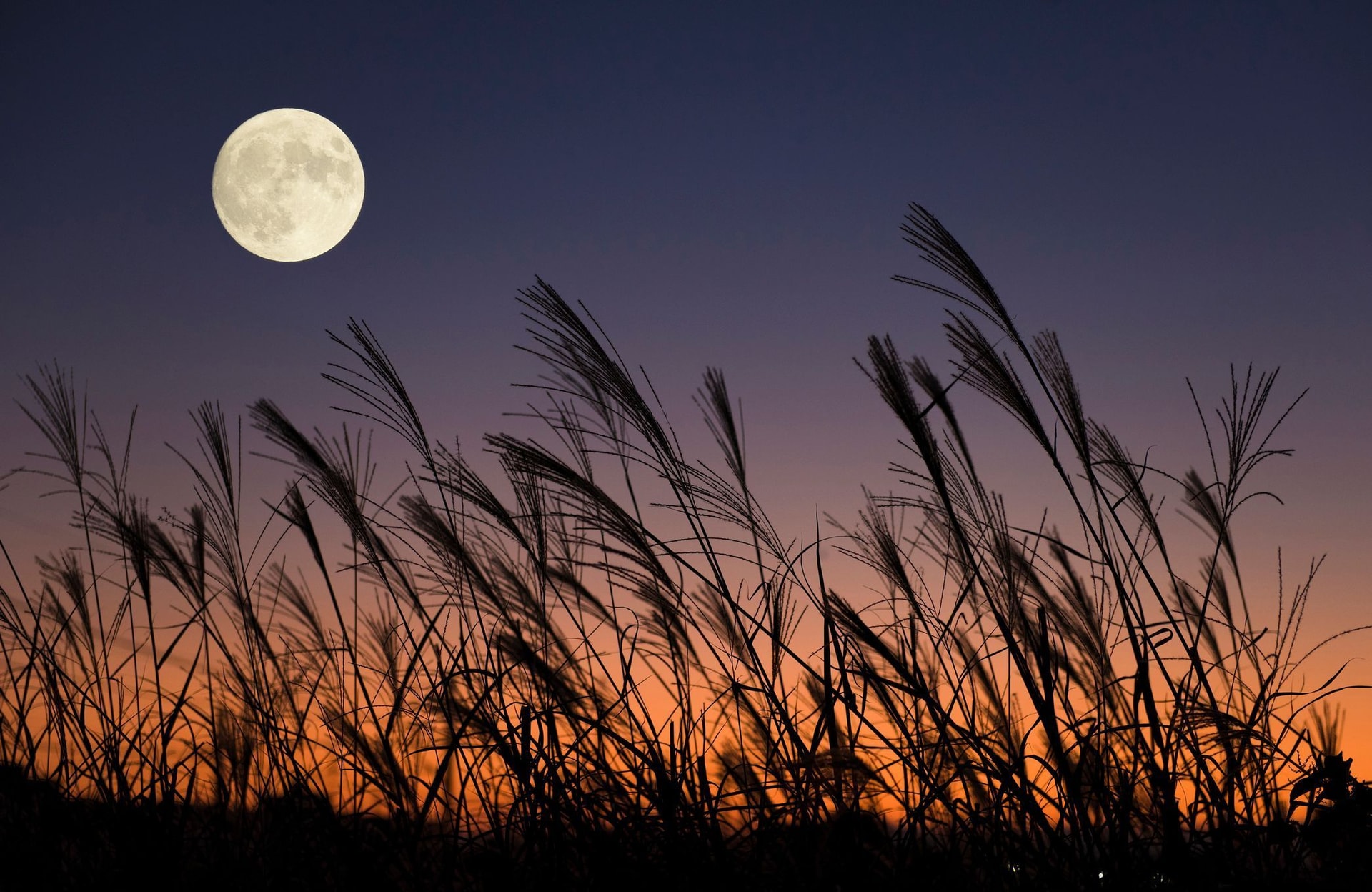 Jardiner avec la lune en novembre 2023
