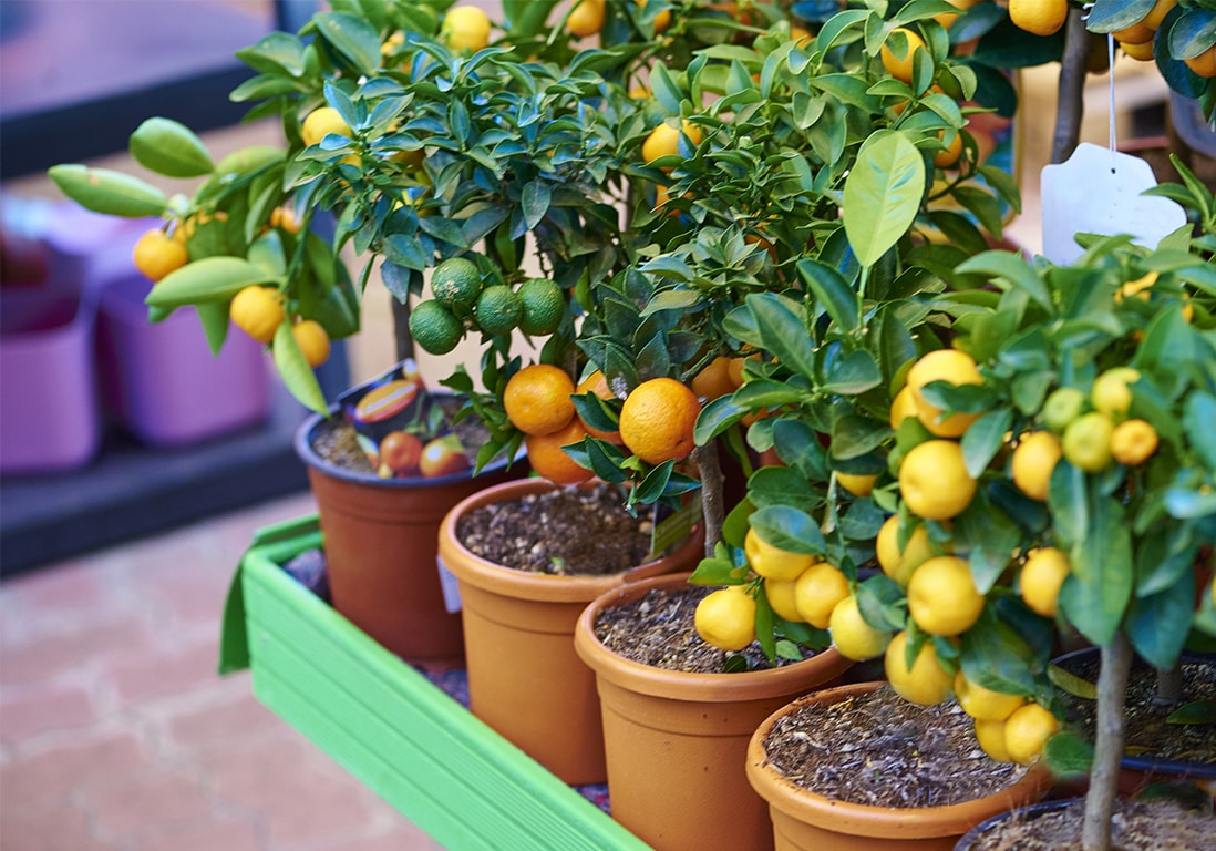 Citronnier, oranger, kumquat, soigner les agrumes en hiver ?