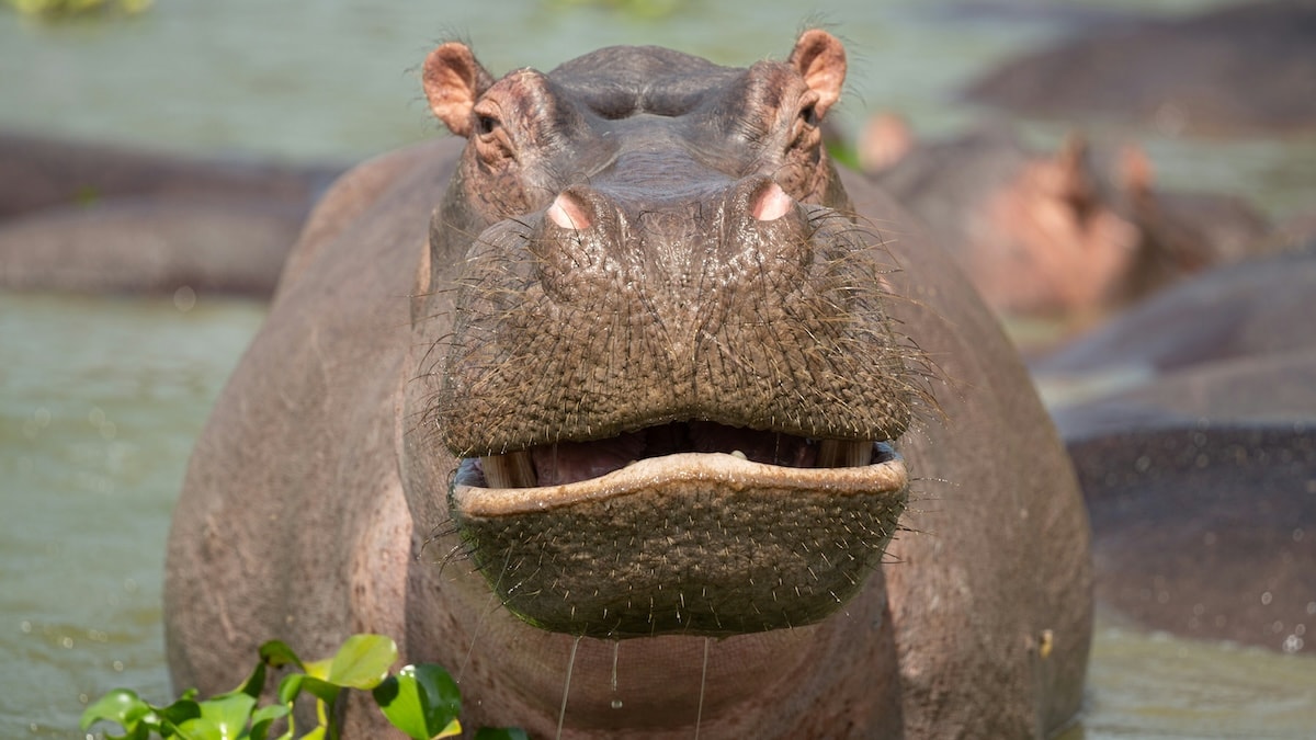 Les «hippopotames de la cocaïne» de Pablo Escobar attaquent maintenant la population