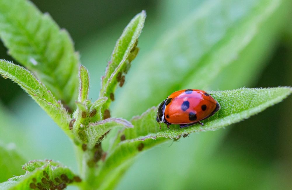 Comment éviter les pucerons au jardin ?
