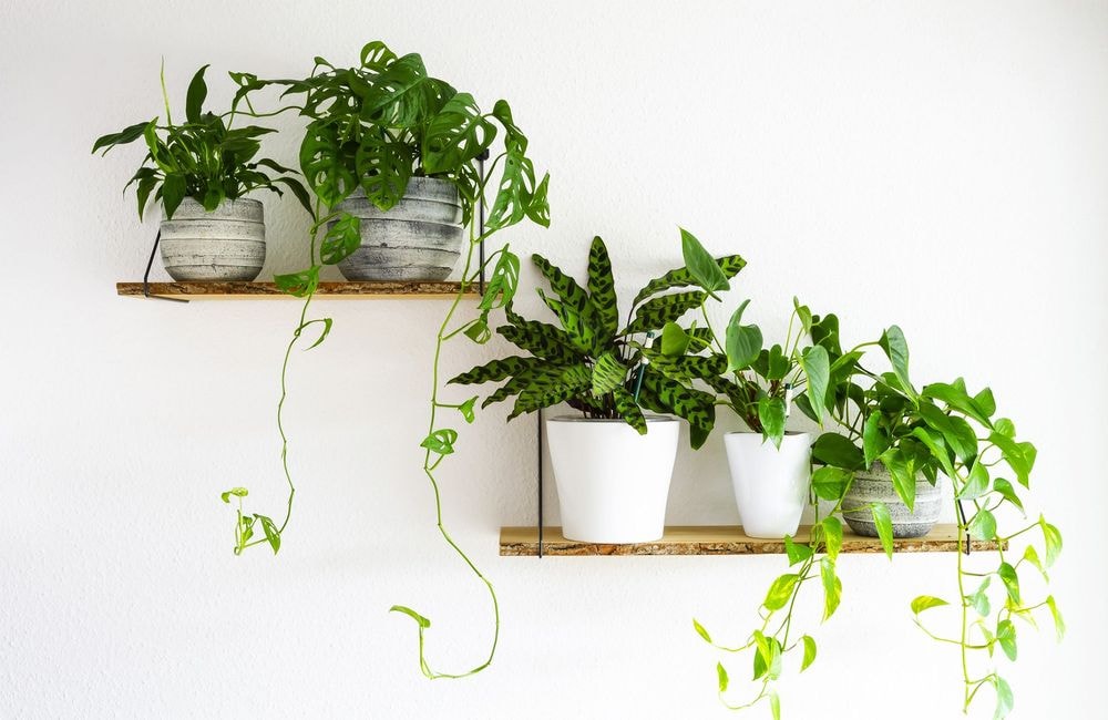 6 plantes d’intérieur pour une suspension décorative