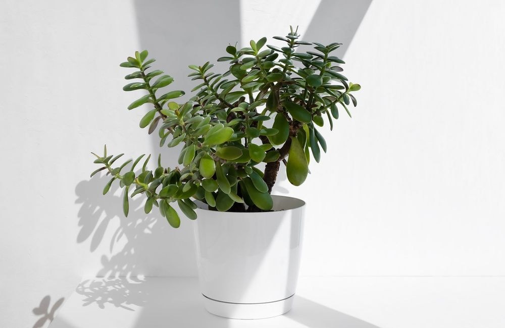 Cette plante est parfaite pour attirer la chance et la prospérité