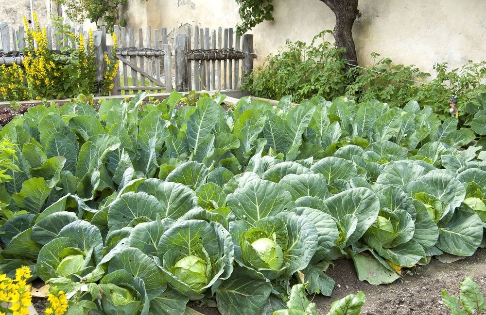 6 conseils pour préparer son potager de la rentrée