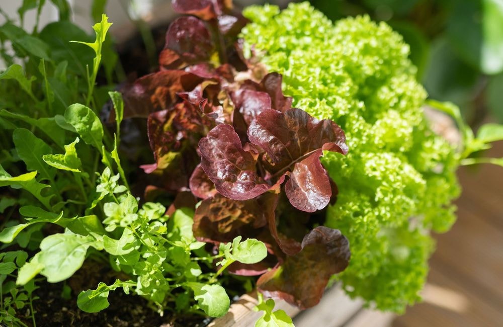 Cultiver des salades au balcon