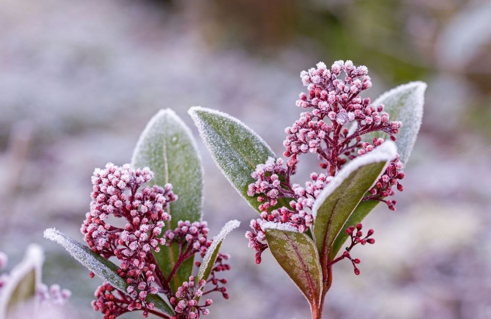 Protégez vos plantes du gel avec cette astuce surprenante faite maison