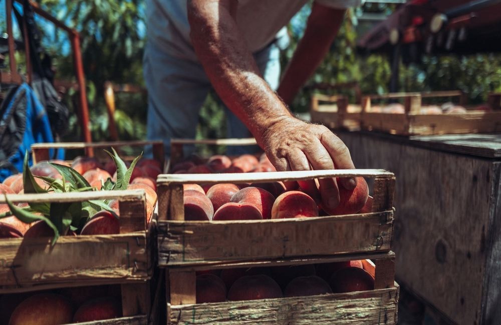 Vous ne devinerez jamais quel ingrédient fait murir plus vite les fruits