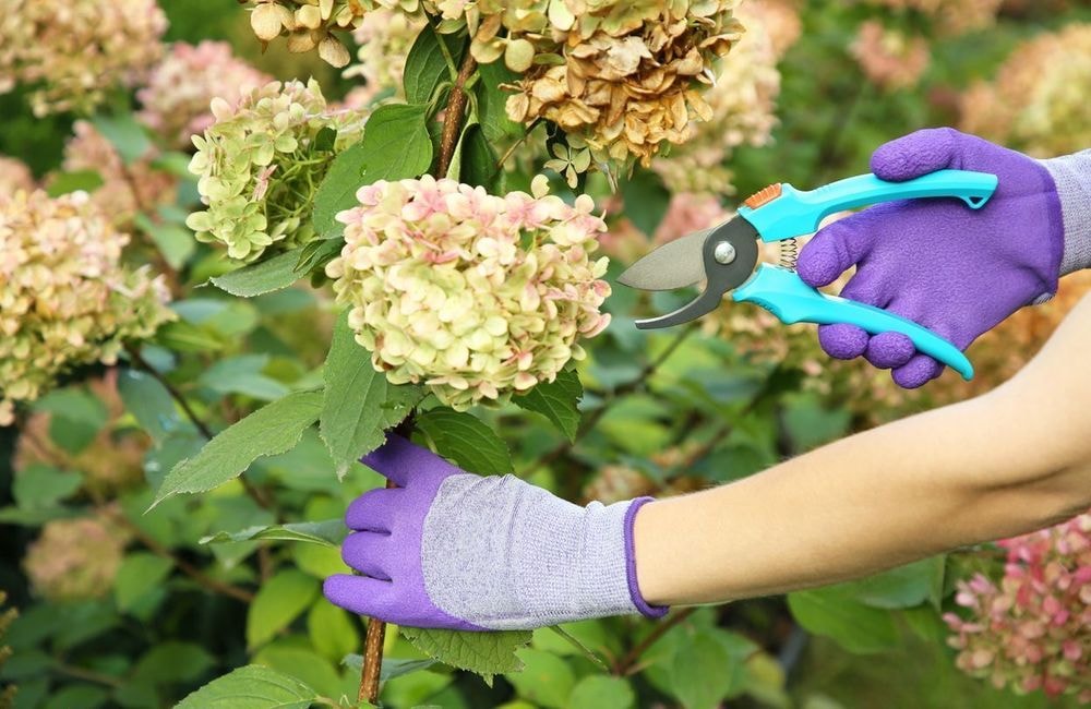Quels arbustes faut-il tailler en automne ?