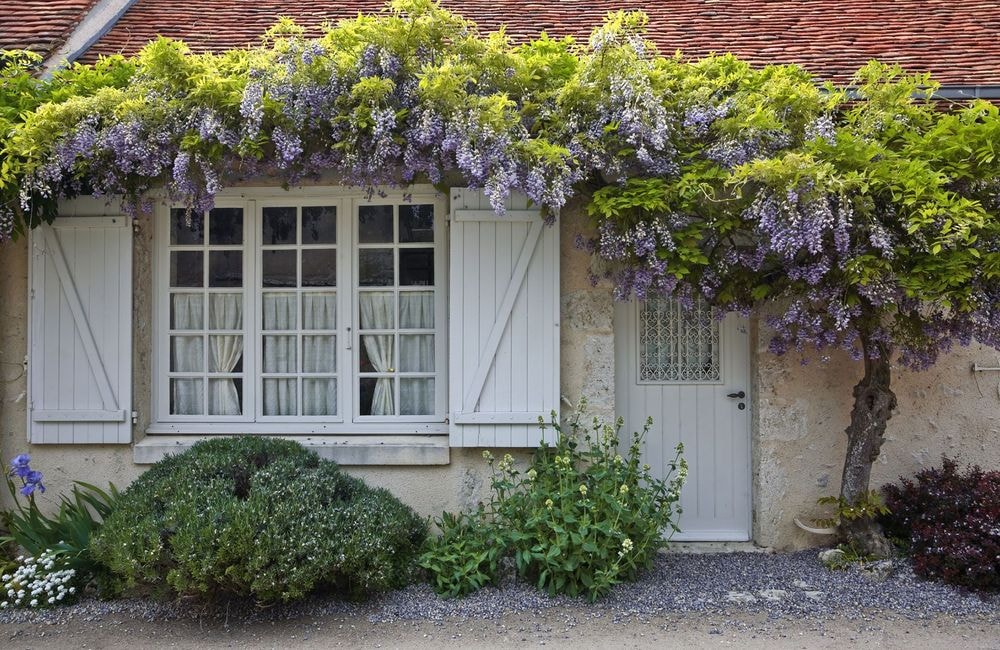 La glycine, une floraison printanière au parfum enivrant