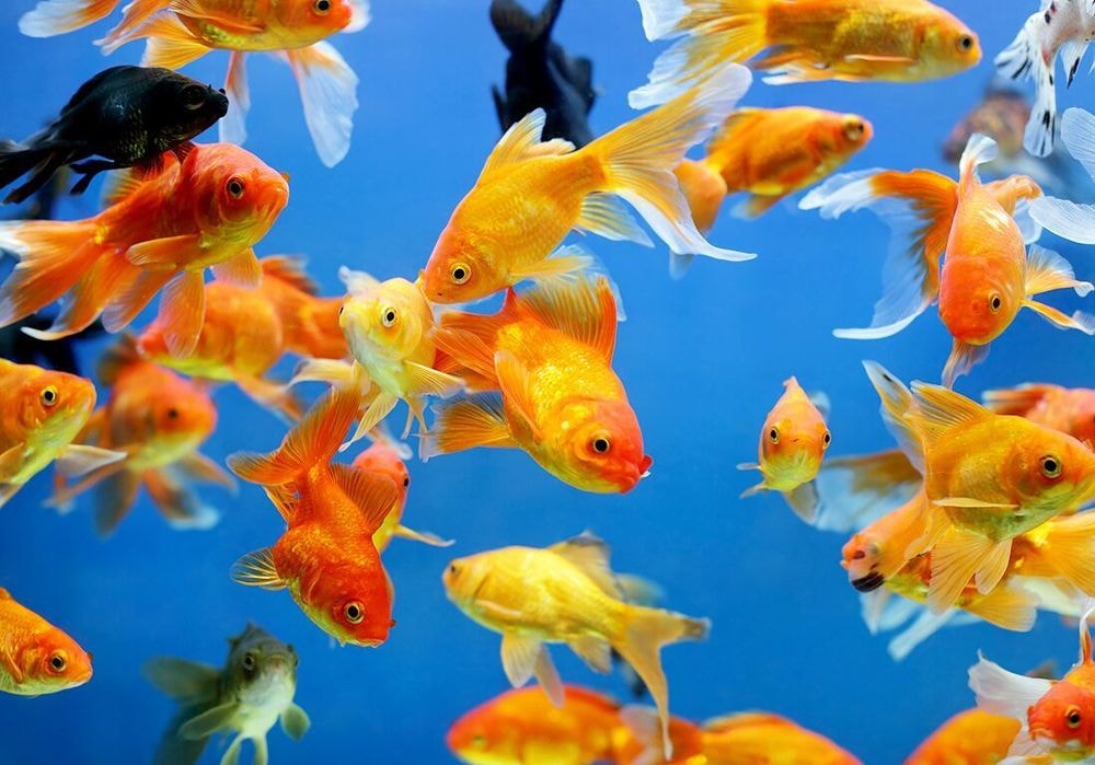 Rêver de poissons : notre interprétation