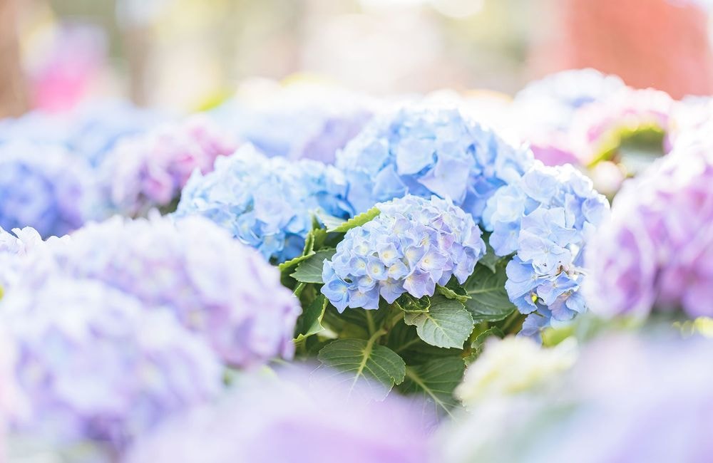 Quand et comment tailler ses hortensias ?