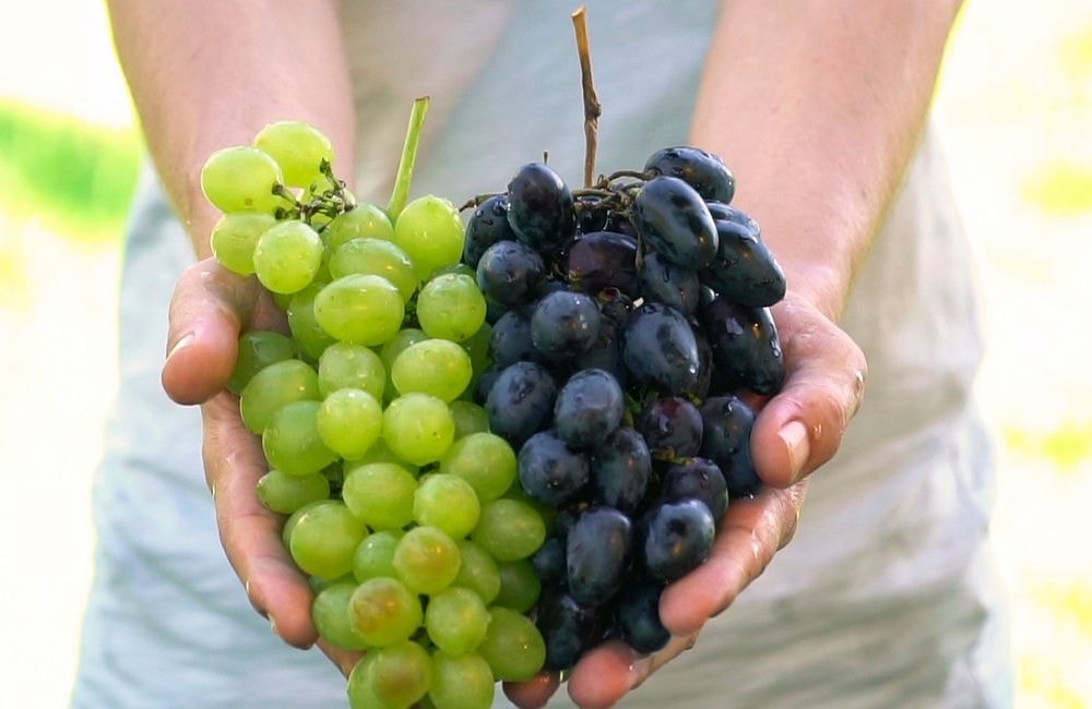 Santé, calories, goût : entre raisin blanc ou noir, lequel favoriser ?