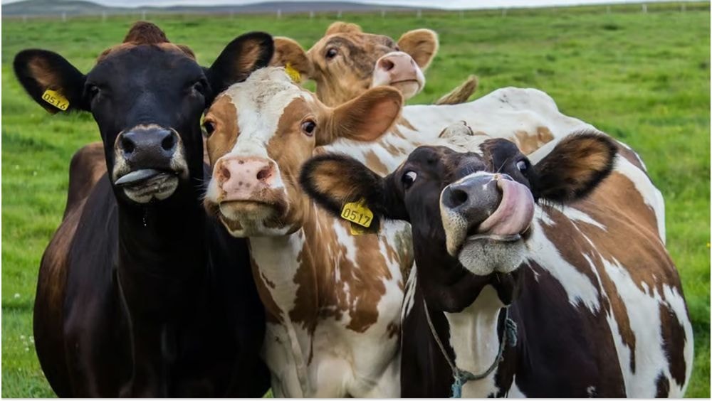 Insolite : cinq vaches intègrent une école, découvrez l'étonnante raison