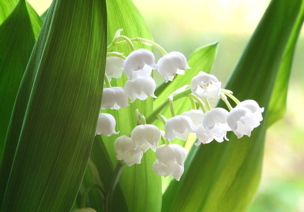 Muguet : cultiver un brin de bonheur pour célébrer le printemps