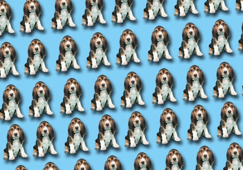 Rêver de chien : notre interprétation