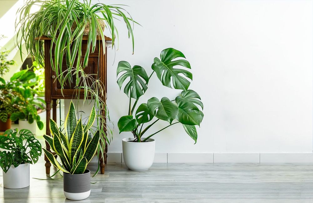 Robuste, cette plante est parfaite quand on n'a pas la main verte