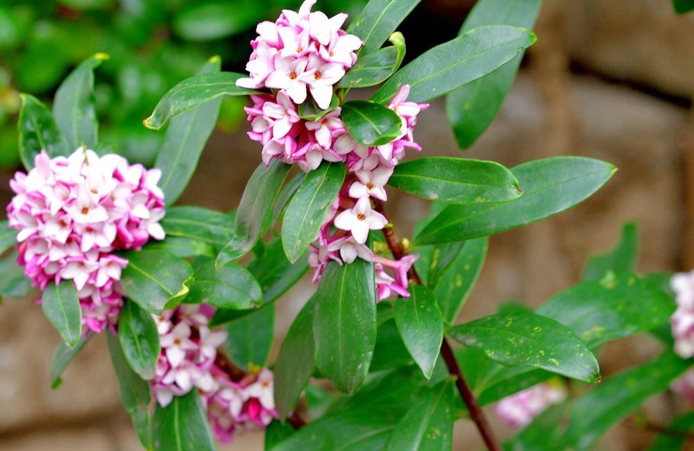 Un jardin d’hiver parfumé avec les daphnés