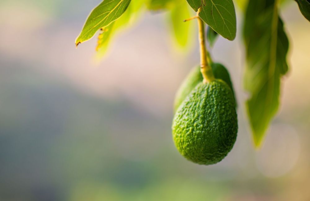 Sans gluten sans sucre : la recette de pâte à wrap à l'avocat prête en 5 minutes