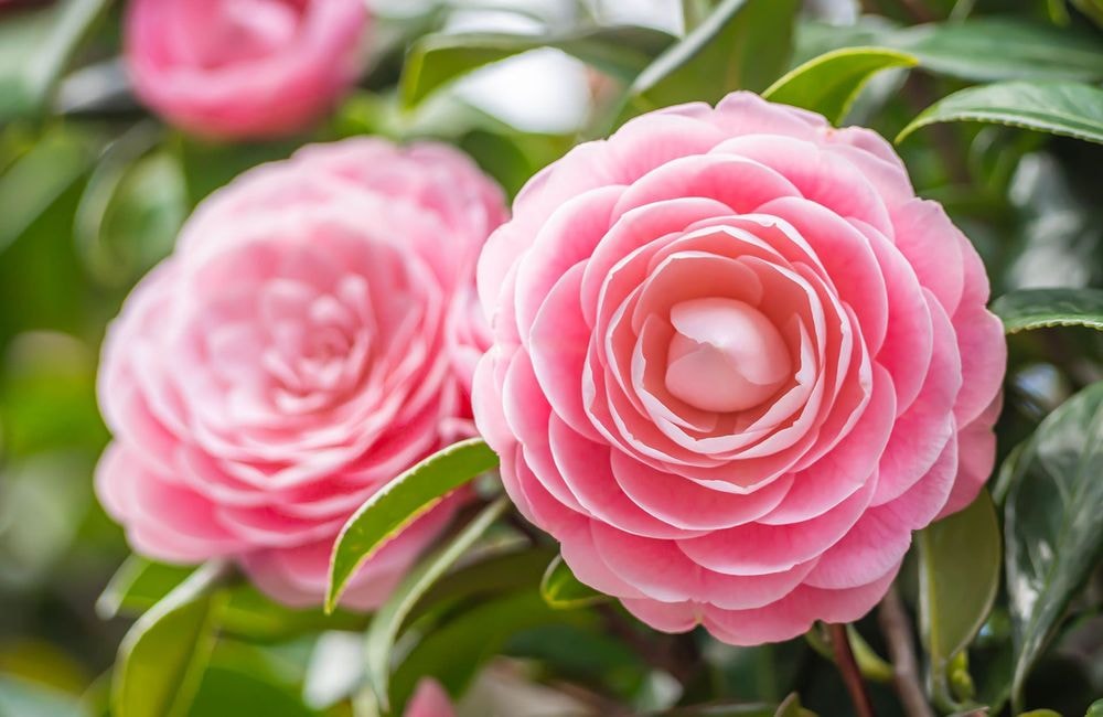 Les camélias du Japon, une floraison précoce