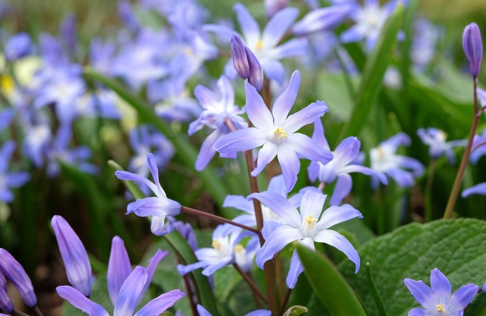 Le chionodoxa pour égayer les jardins au repos