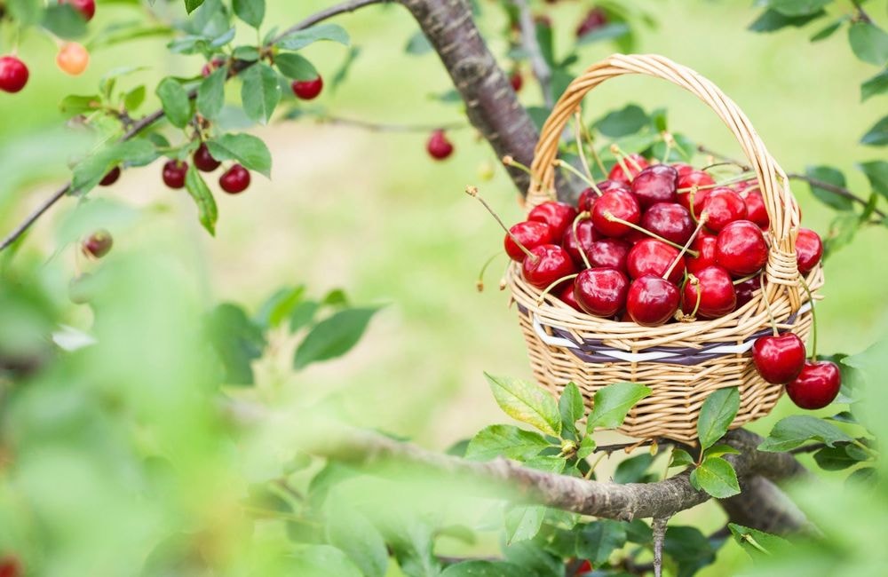 Planter un cerisier pour récolter de belles cerises