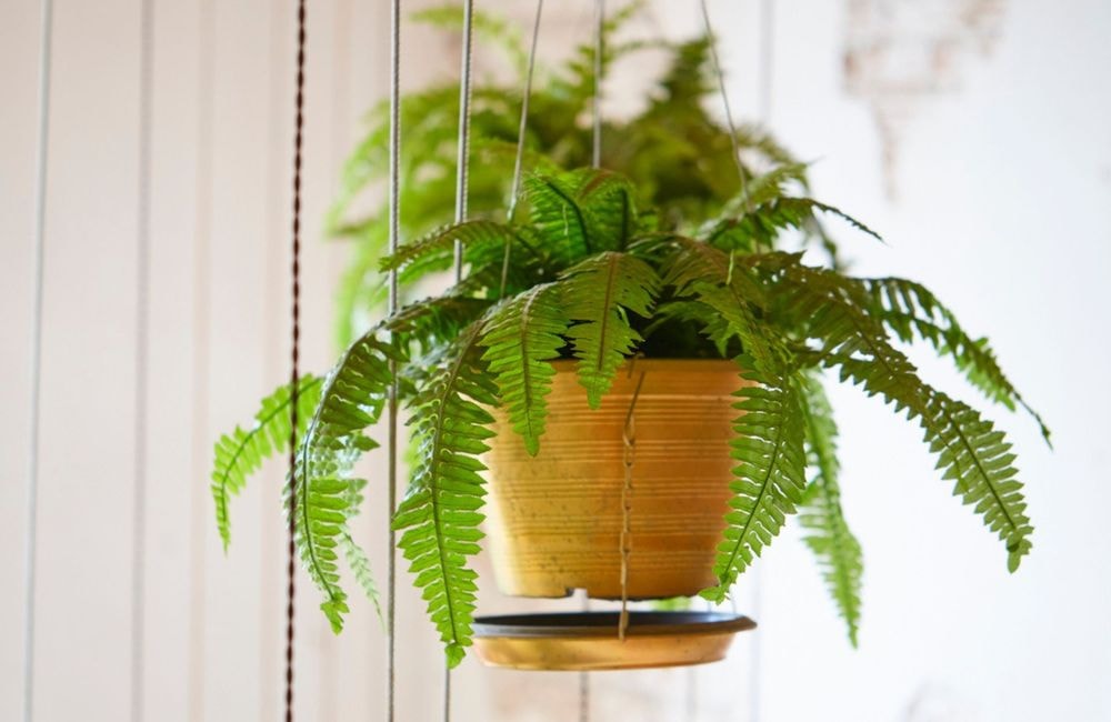 10 plantes d’intérieur qui absorbent l’humidité