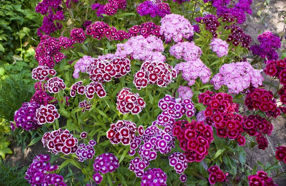 Œillets de poète : nos conseils pour réussir la culture de ces fleurs incontournables de l’été