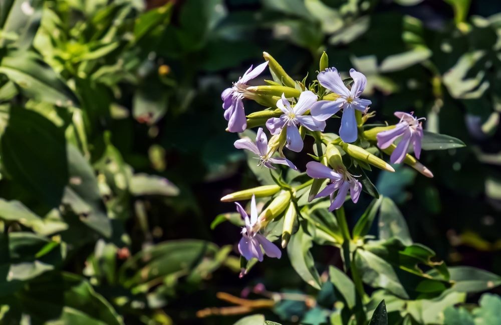 Des plantes permettant de laver le linge, oui ça existe !