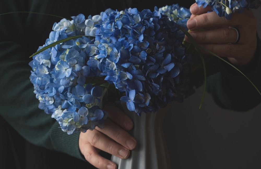 Le guide ultime pour des hortensias florissantes en intérieur comme en extérieur