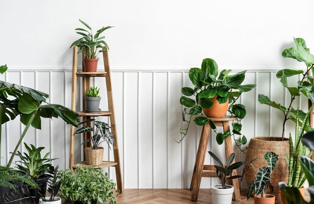 Le guide ultime pour s'occuper de ses plantes d'intérieur à l'arrivée du printemps