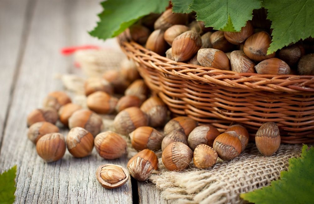 Récolter de belles noisettes