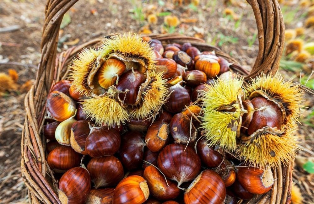 Comment faire la différence entre les marrons et les châtaignes ?