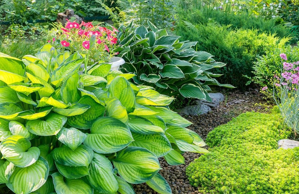 Les hostas : du pot au massif pour colorer les espaces ombragés
