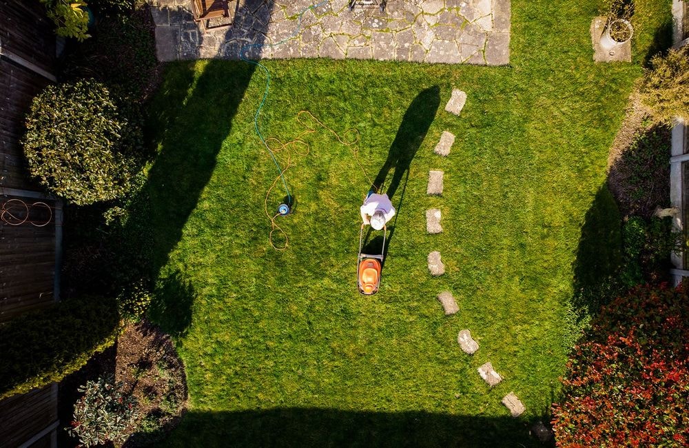 Voici la plante parfaite, ultra résistante et sans entretien pour remplacer la pelouse