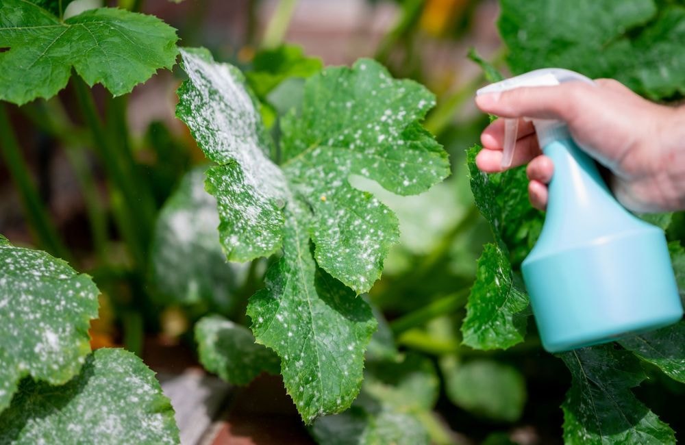 Comment éviter le mildiou au potager ?
