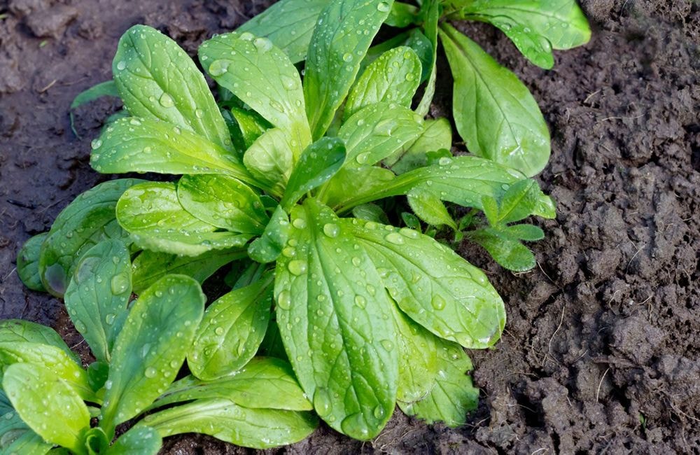 La mâche, la salade star de fin d’année