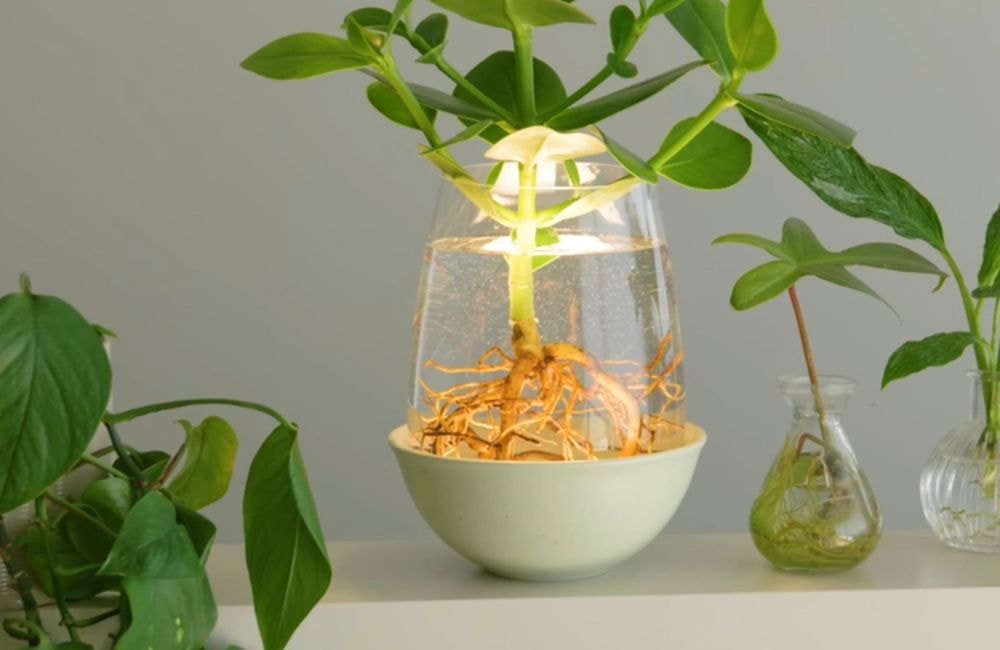 Sans colle ni outil, cet IKEA Hack comblera les amoureux des plantes