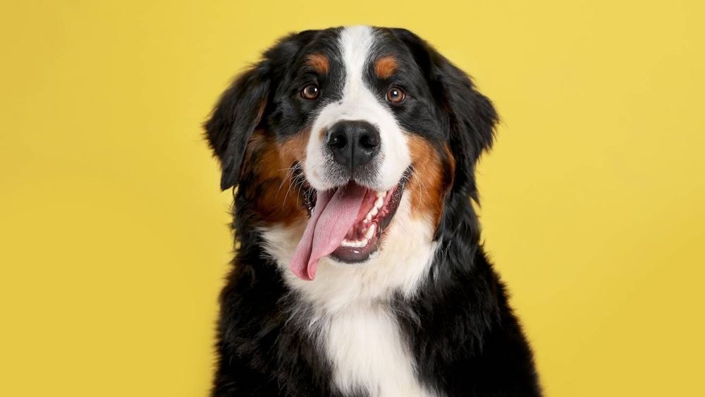 Chien, chat, lapin, furet... Est-ce que ça coûte cher d'assurer son animal de compagnie ?