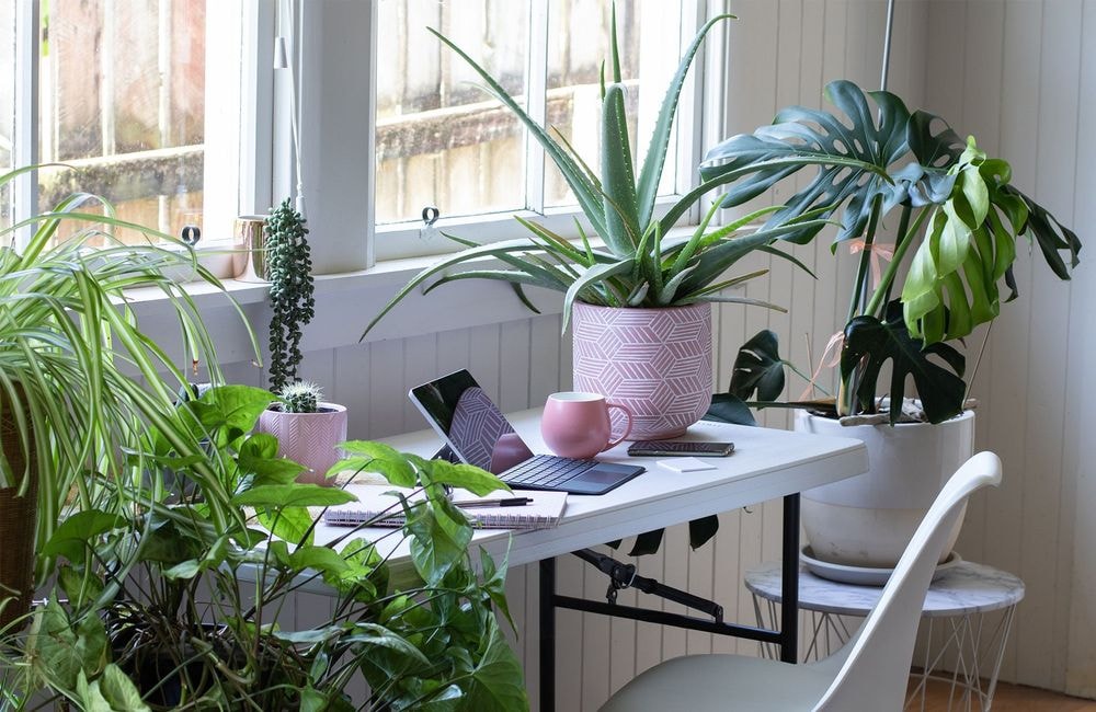 Comment faire cohabiter les plantes d’intérieur en hiver et le chauffage ?